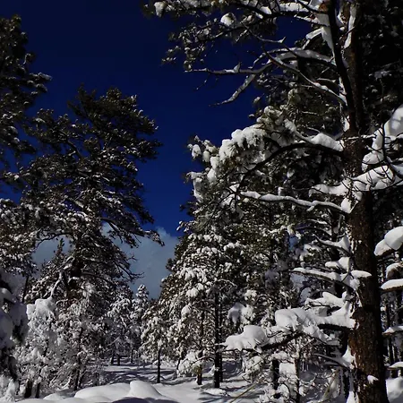 Location! Nature Lovers Getaway - Close To Historic Downtown Flagstaff Exterior photo